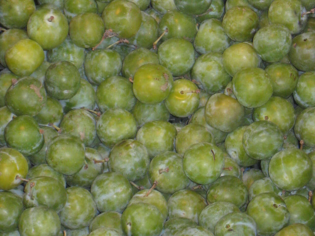 Image of greengage