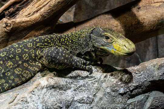 Image of Crocodile Monitor