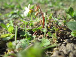 Image of nailwort