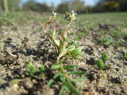 Image of nailwort