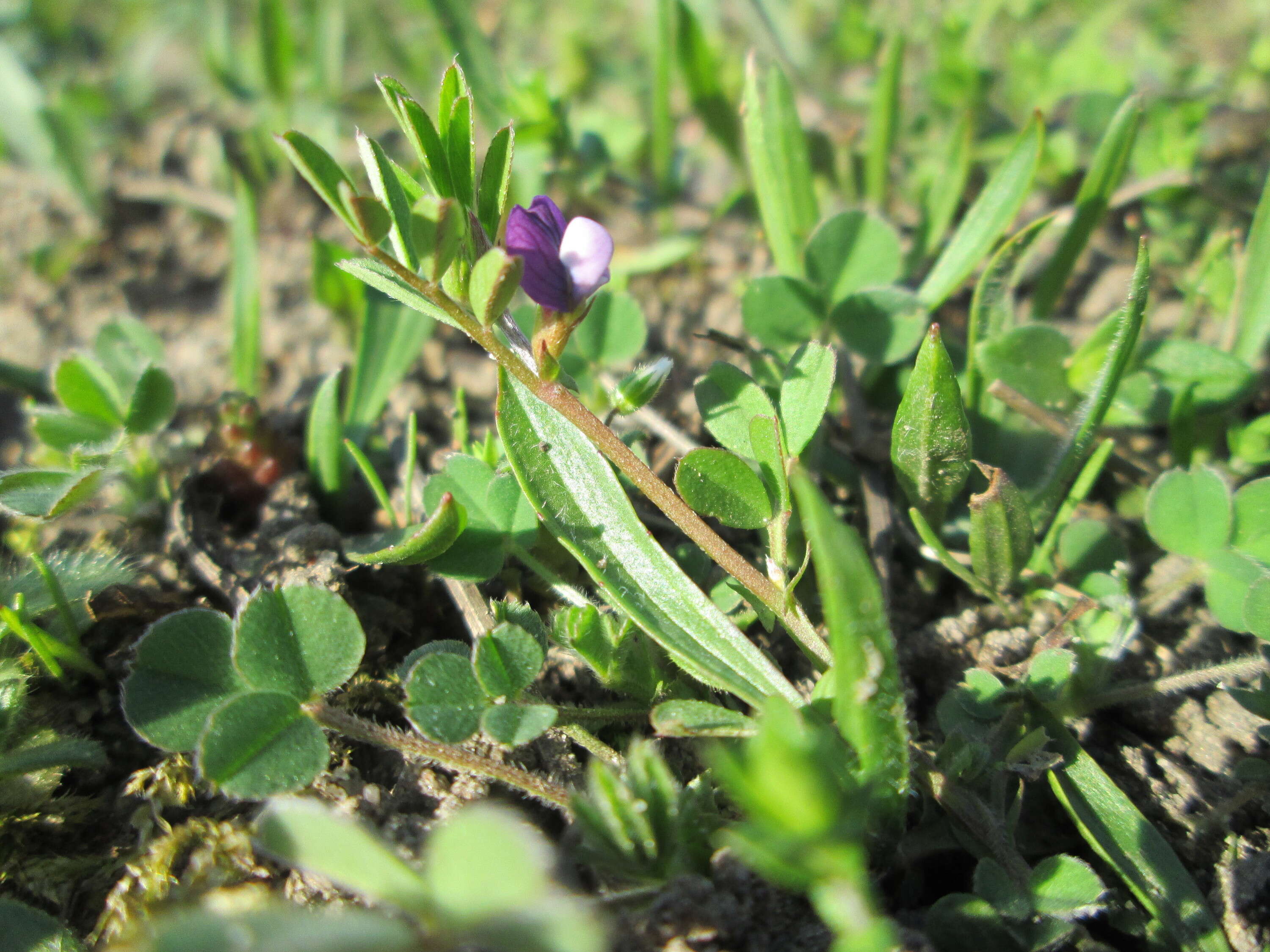 Imagem de Vicia lathyroides L.