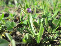 Imagem de Vicia lathyroides L.