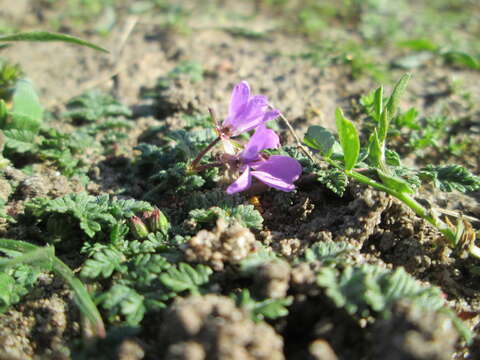 Imagem de Erodium cicutarium (L.) L'Her.