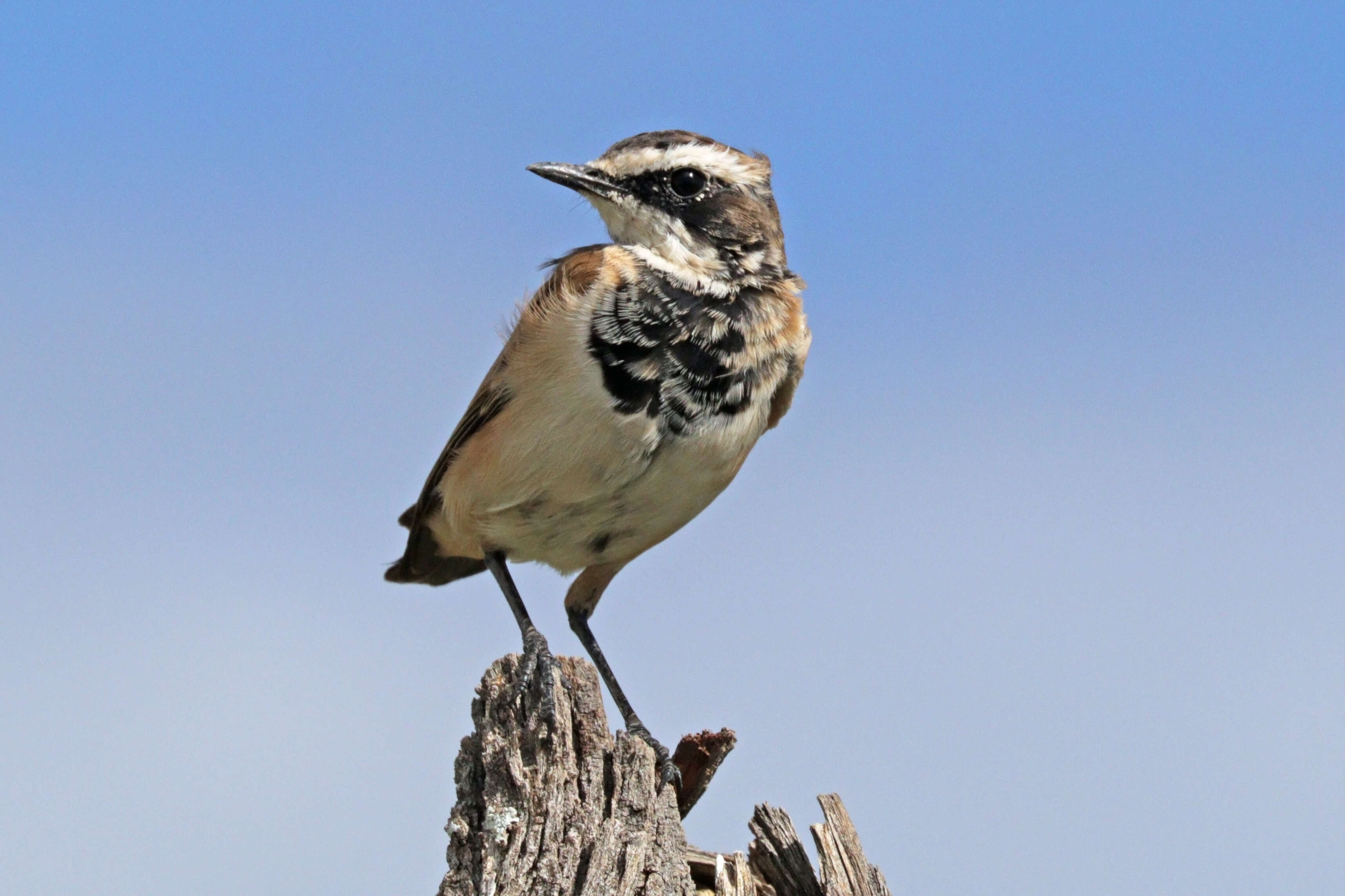 Image of Capped Wheatear