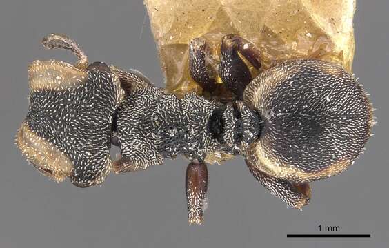 Cephalotes goeldii (Forel 1912) resmi