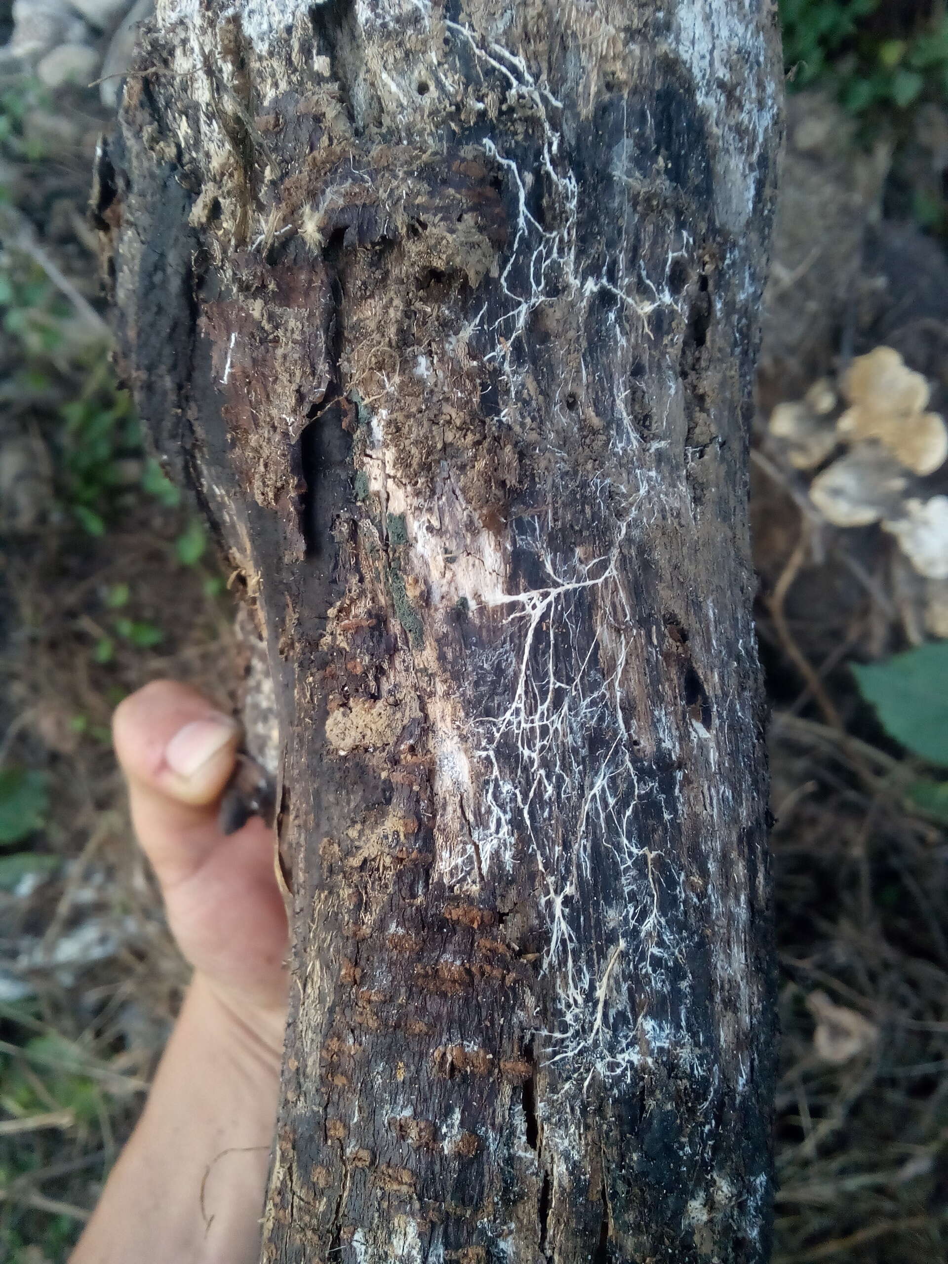 Image of Turkey Tail