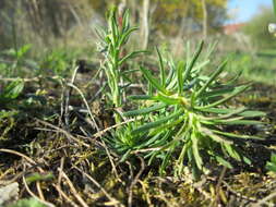 Image de Euphorbe petit cyprès