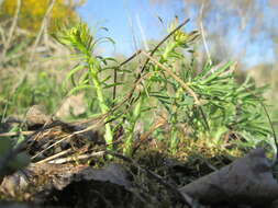 Image of Cypress Spurge