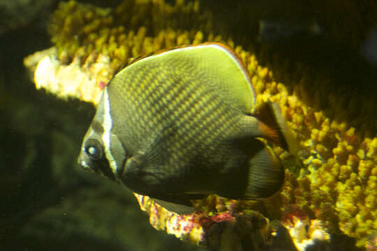 Image of Brown Butterflyfish