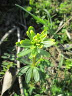 Image of White bedstraw