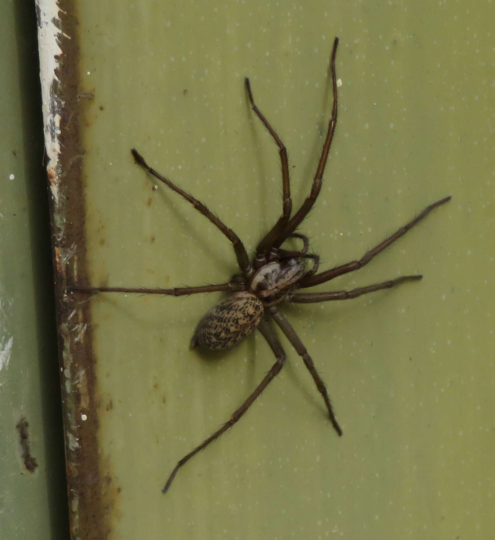 Image of Giant House Spider