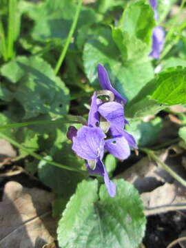 Image of sweet violet