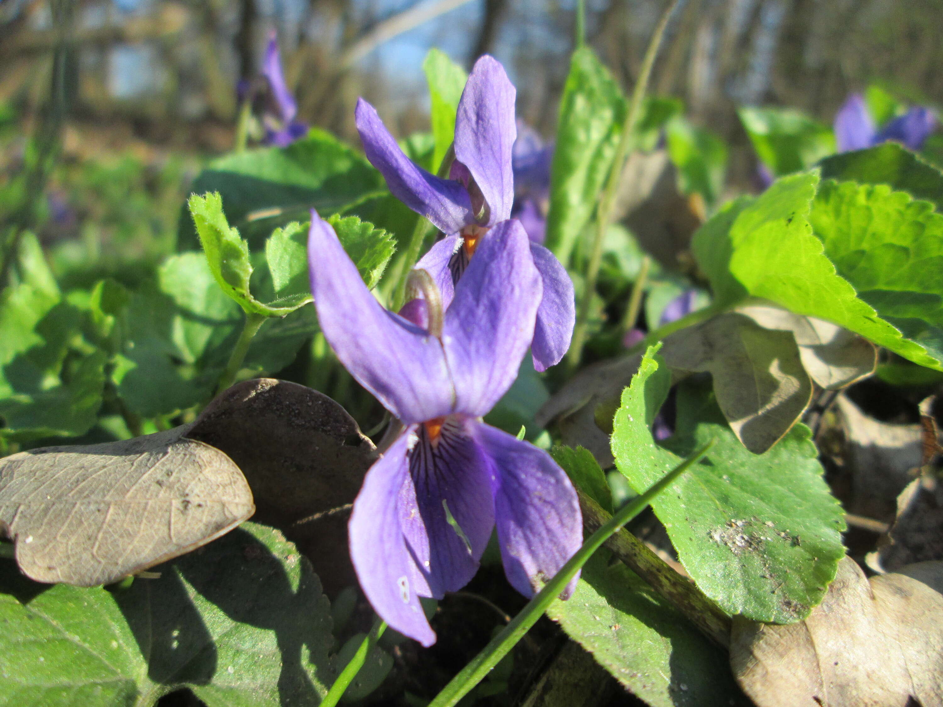 Image of sweet violet