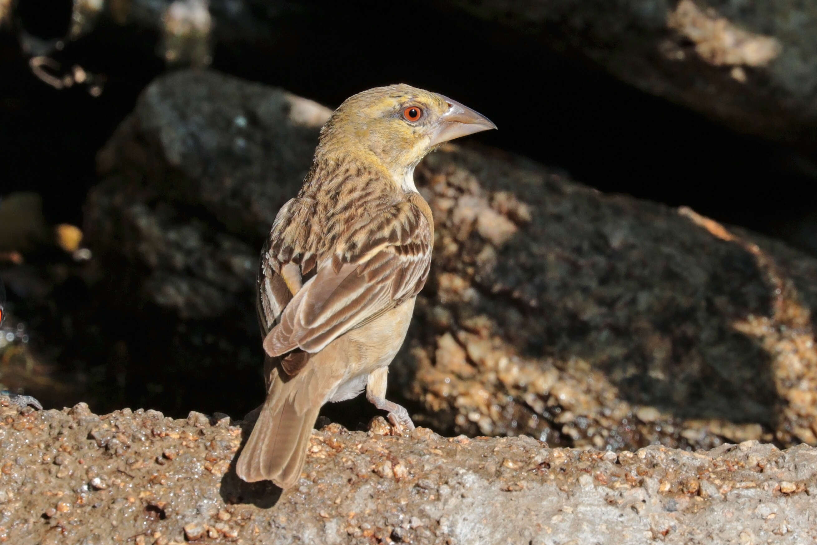 Image of African Masked Weaver