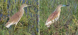 Image of Common Squacco Heron