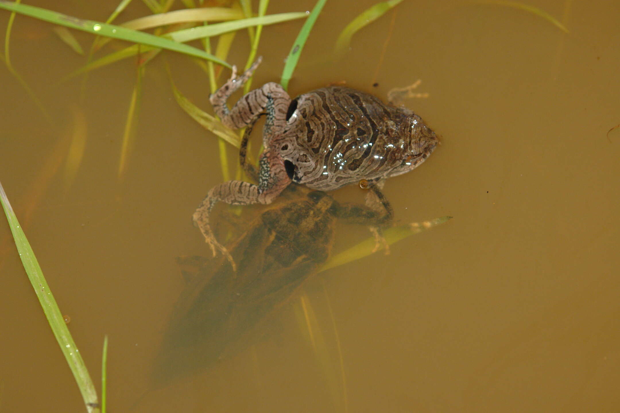 Image de Physalaemus nattereri (Steindachner 1863)