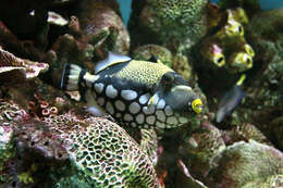 Image of clown triggerfish