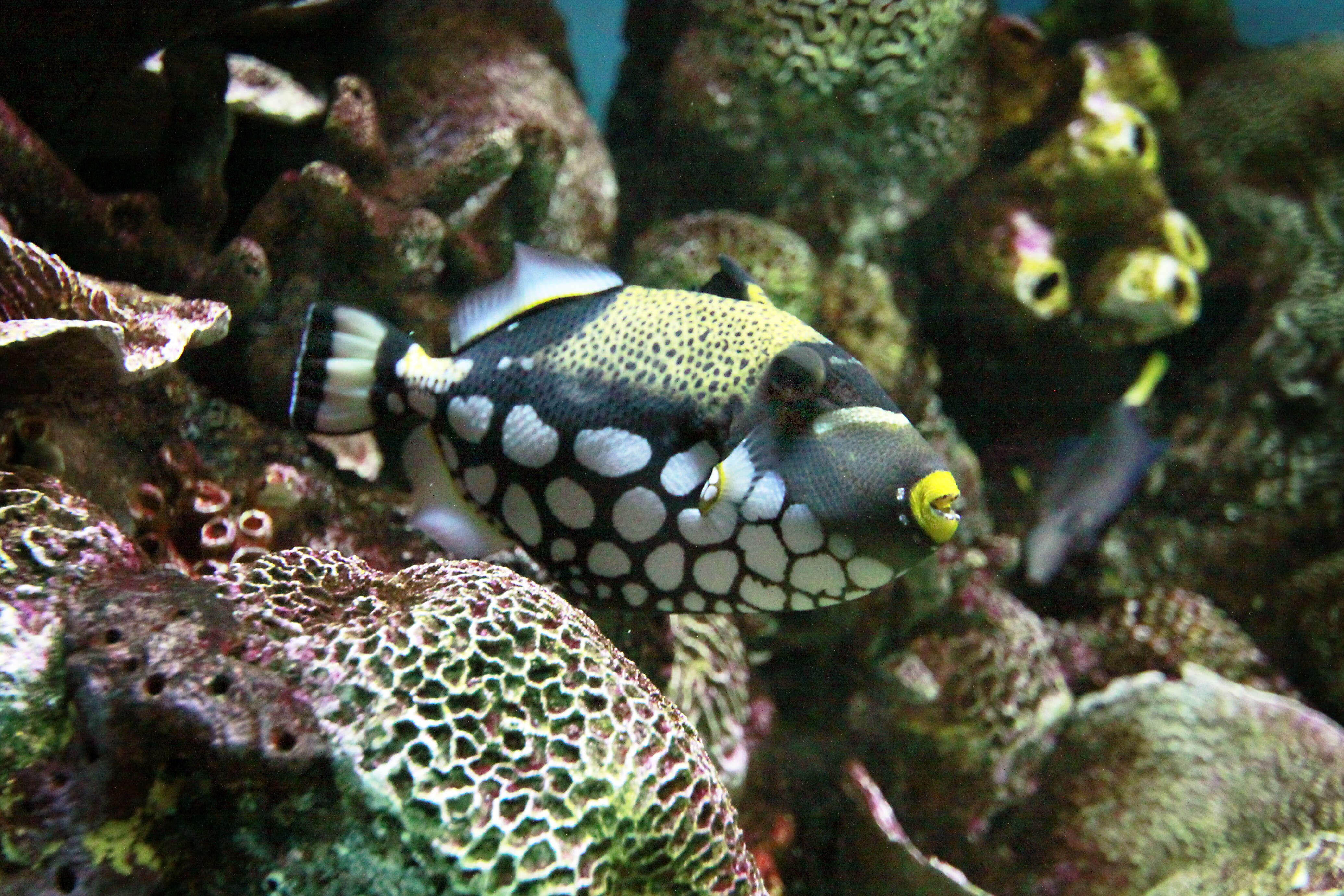 Image of clown triggerfish