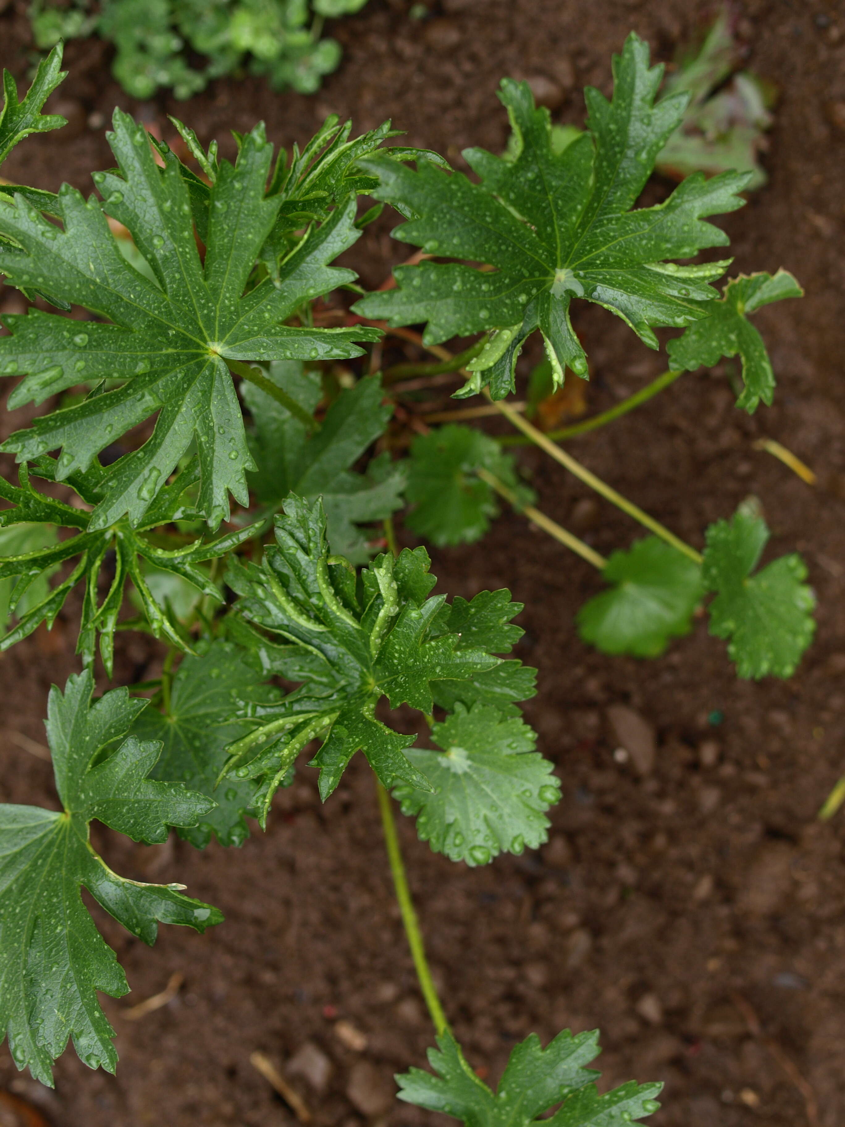 Sidalcea cusickii Piper的圖片