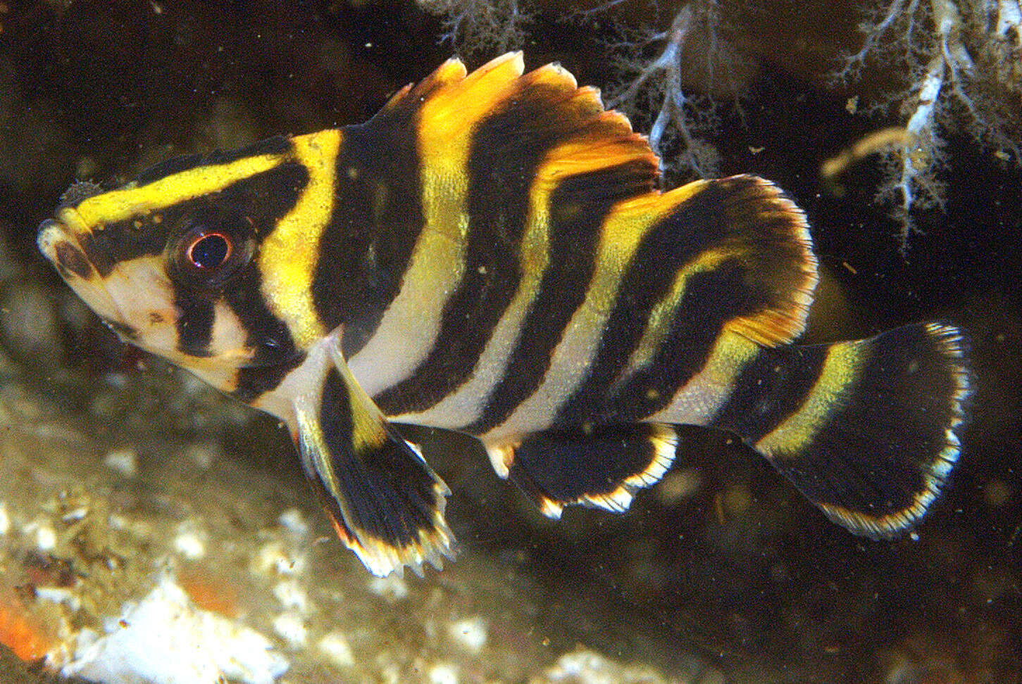 Image of Treefish