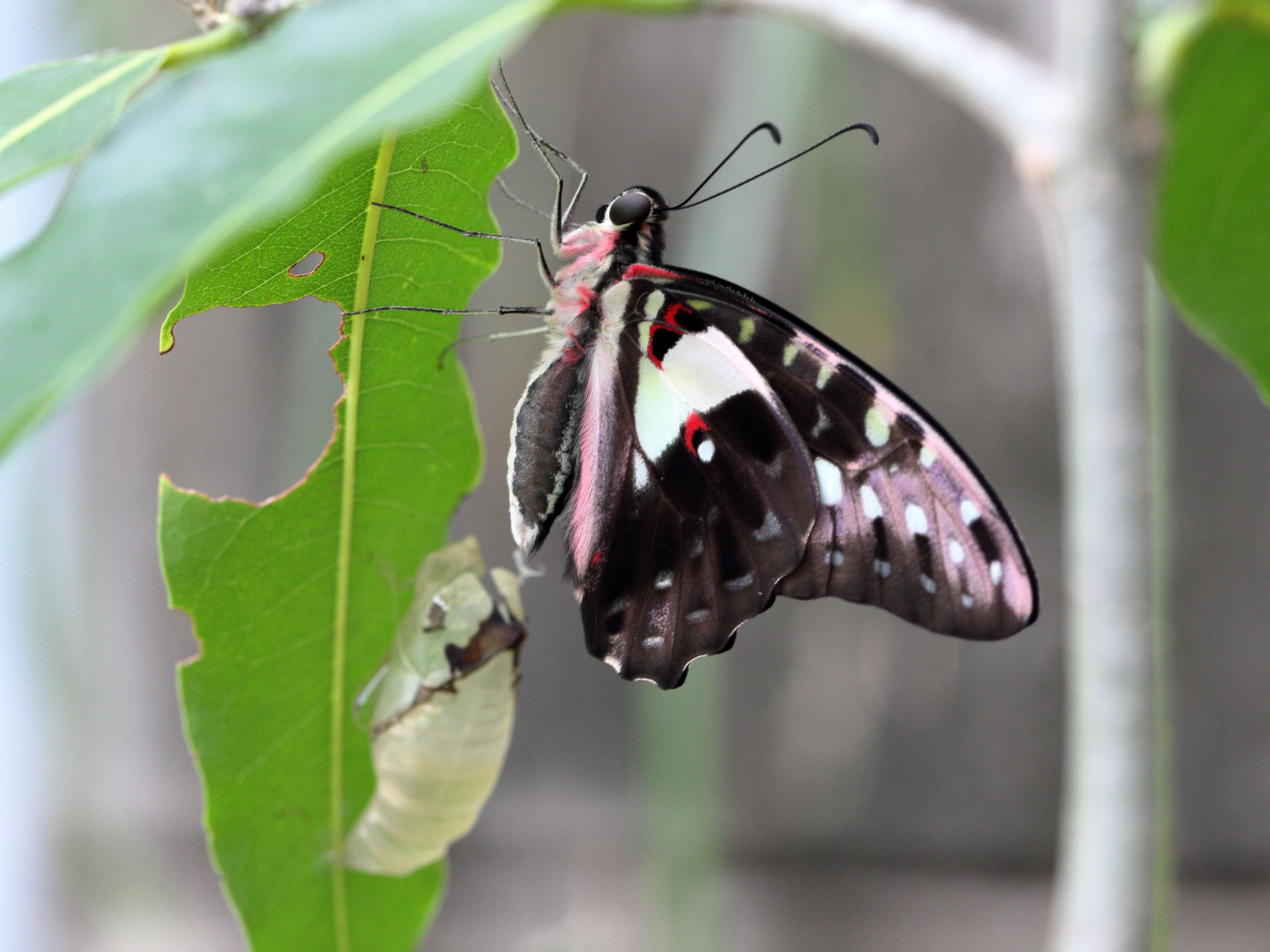 Image of Graphium macfarlanei (Butler 1877)