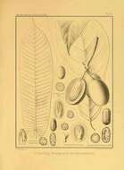 Image of Pycnanthus angolensis (Welw.) Exell