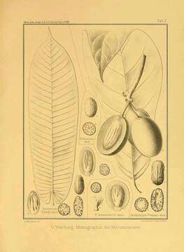 Image of Pycnanthus angolensis (Welw.) Exell