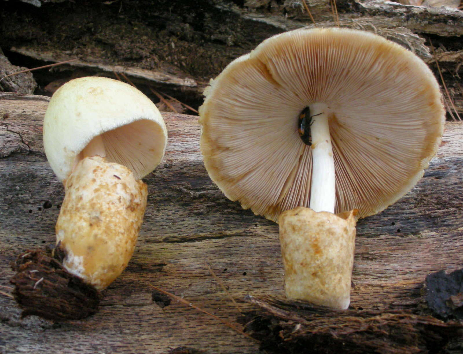 Imagem de Volvariella bombycina (Schaeff.) Singer 1951