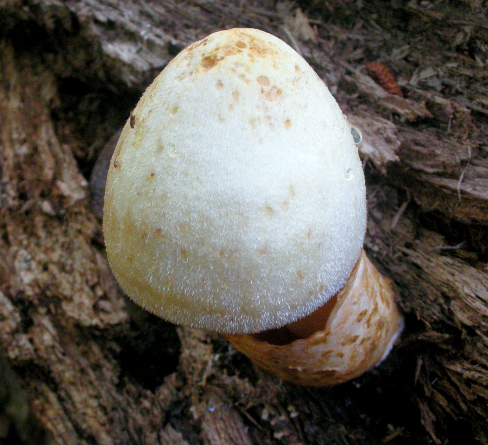 Volvariella bombycina (Schaeff.) Singer 1951 resmi