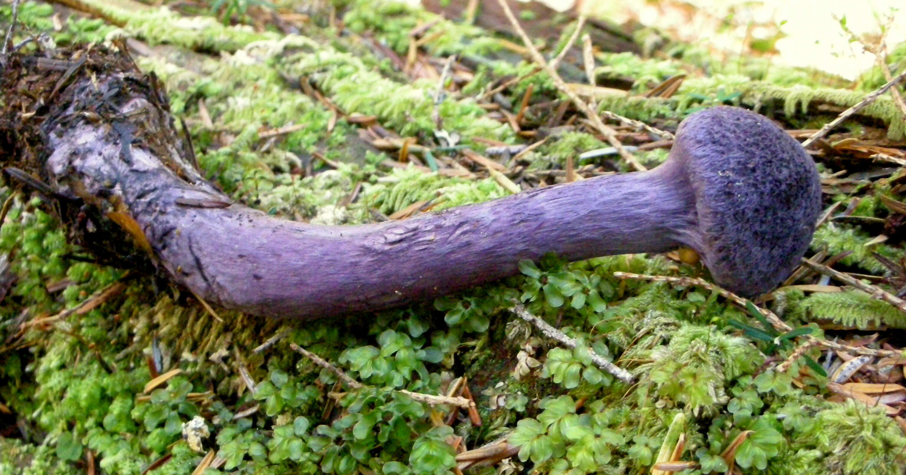 Image of Cortinarius violaceus (L.) Gray 1821