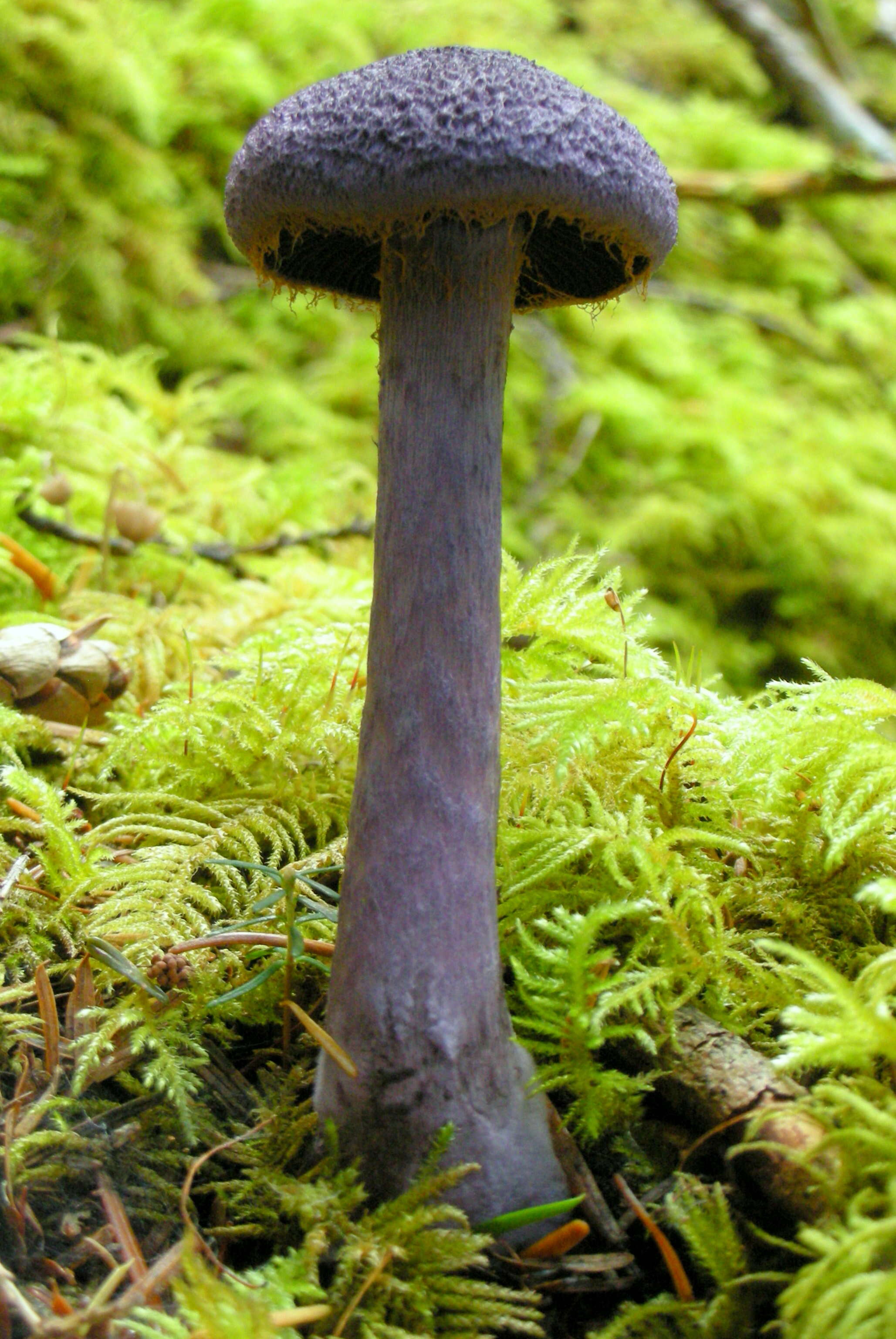 Image of Cortinarius violaceus (L.) Gray 1821