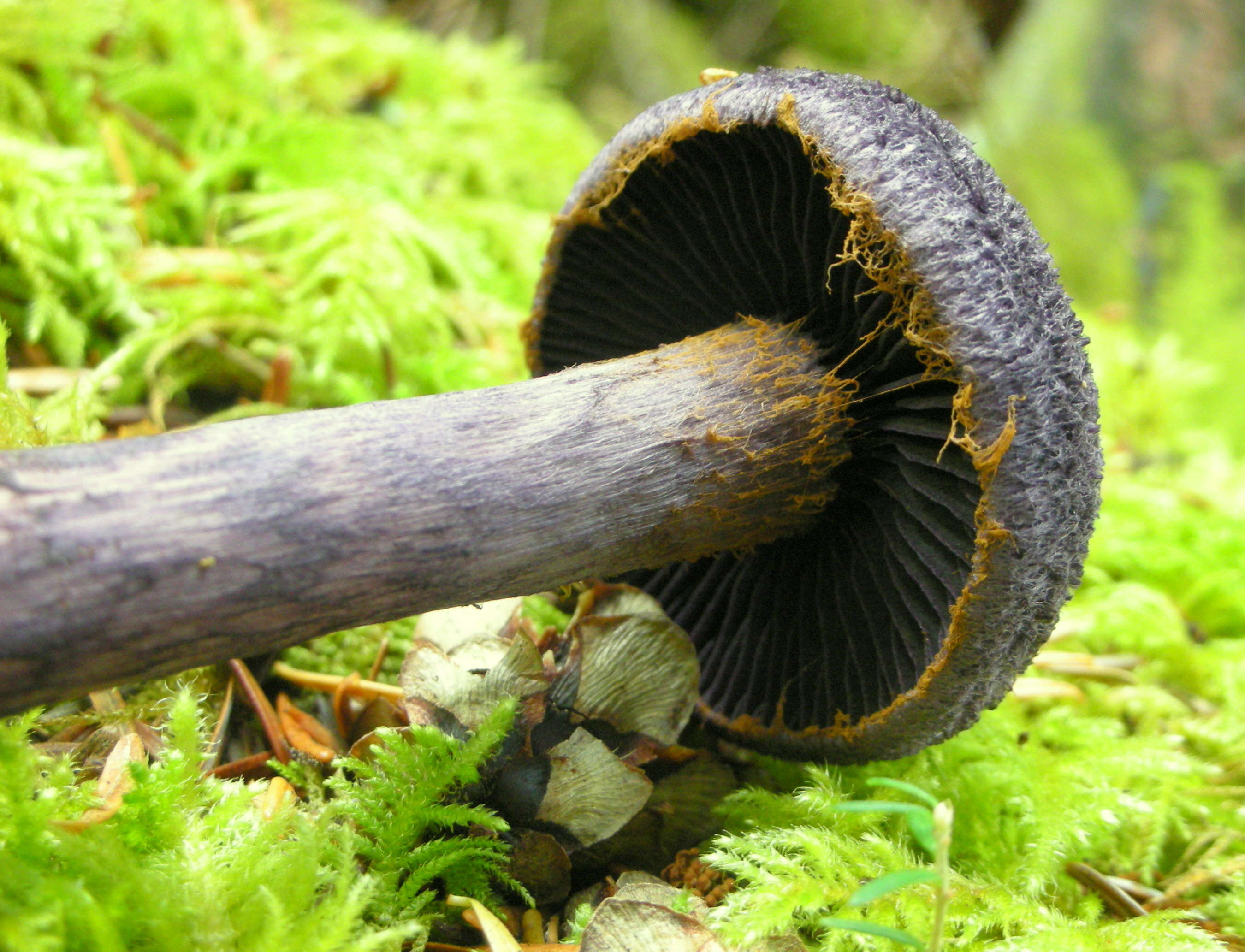 Image of Cortinarius violaceus (L.) Gray 1821