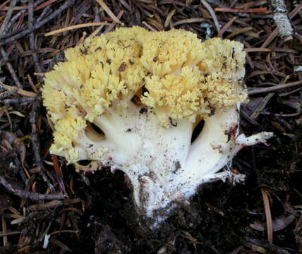 Image of Ramaria magnipes Marr & D. E. Stuntz 1974