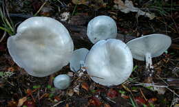 Image of Clitocybe odora (Bull.) P. Kumm. 1871