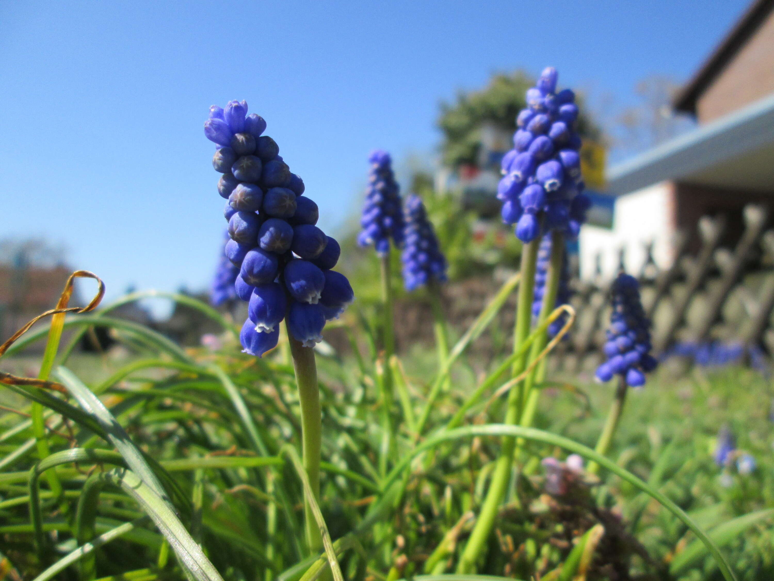 Imagem de Muscari armeniacum H. J. Veitch