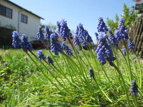 Image of Armenian grape hyacinth