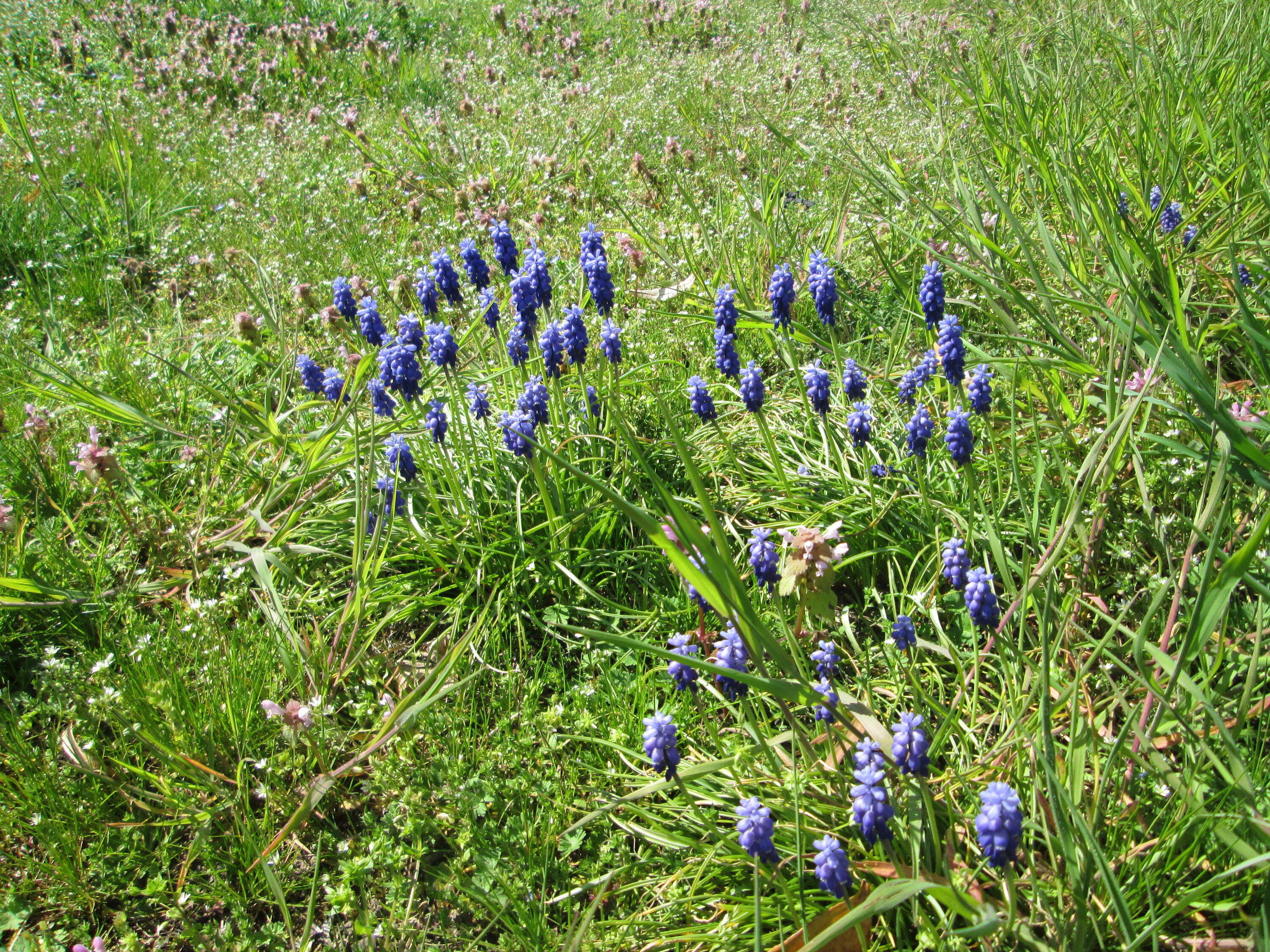 Imagem de Muscari armeniacum H. J. Veitch