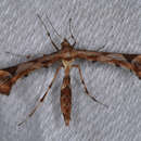 Image of Platyptilia carduidactyla