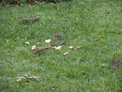 Image of Grey-headed Sparrow