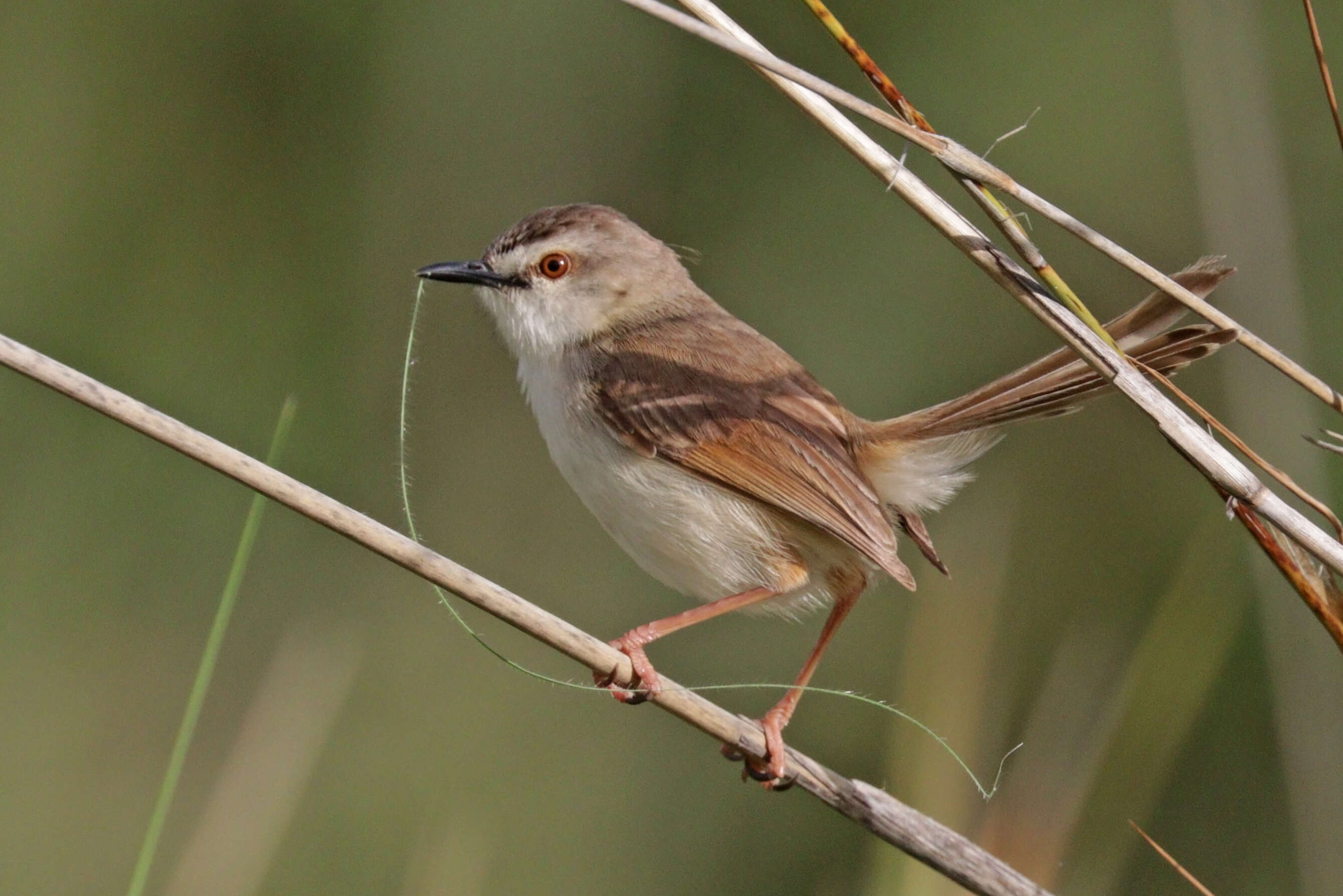 Image of Tawny-flanked Prinia