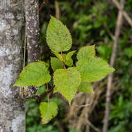 Image of wineberry