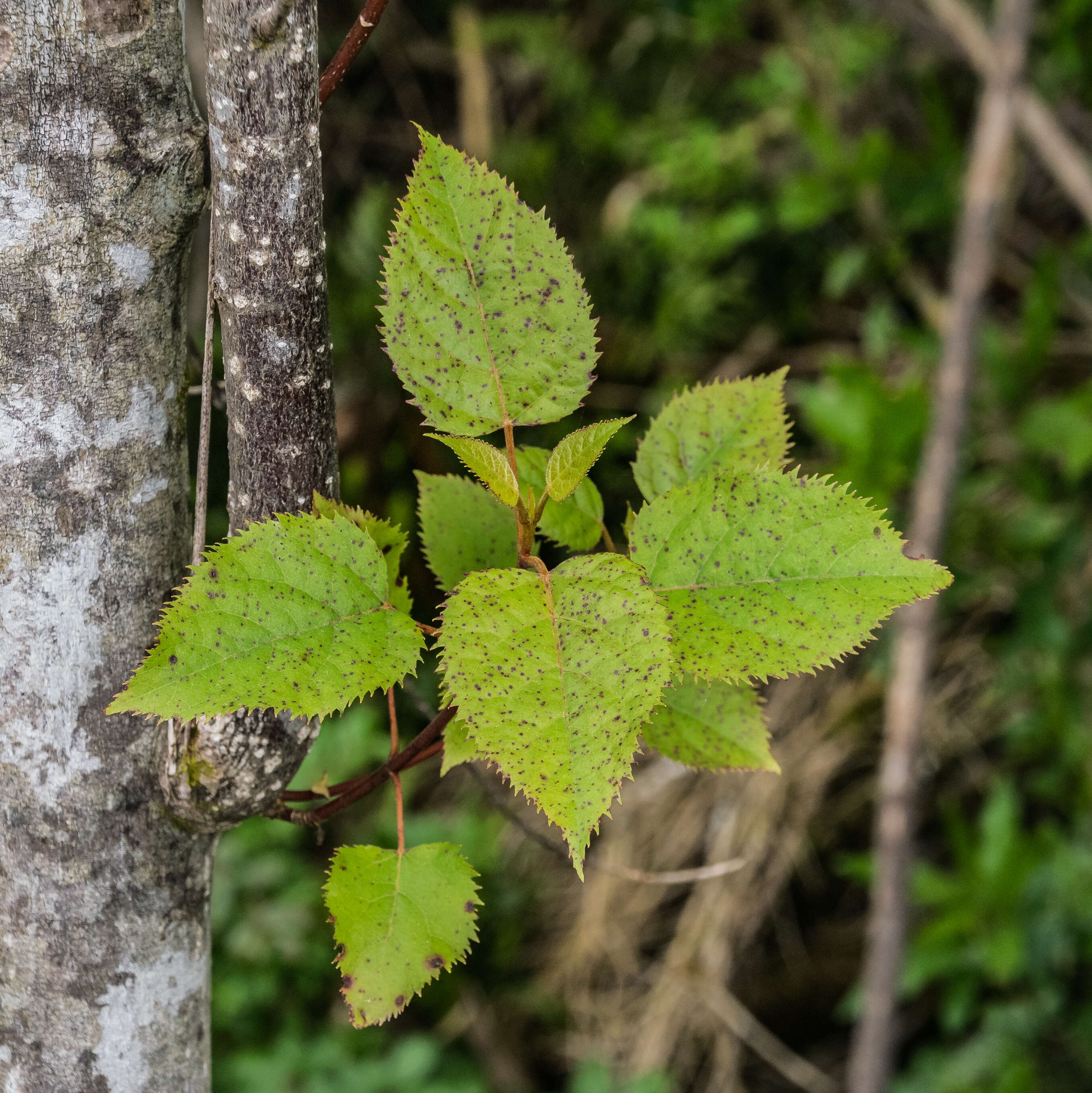 Image of wineberry