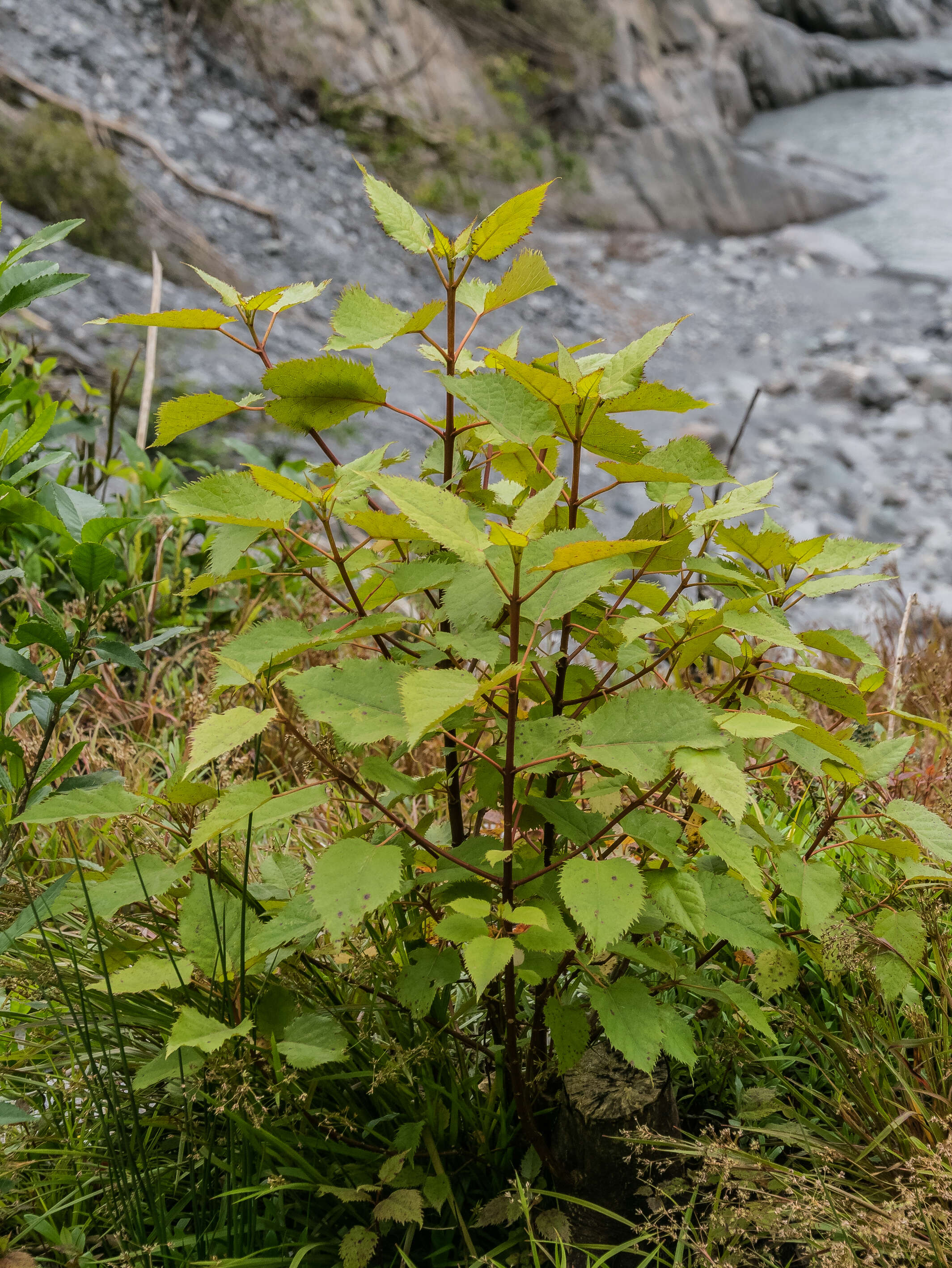 Image of wineberry