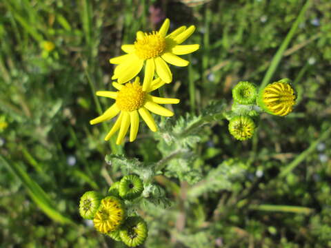 Image of eastern groundsel