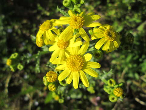 Image of eastern groundsel