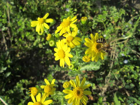 Image of eastern groundsel