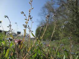 Image of strict forget-me-not