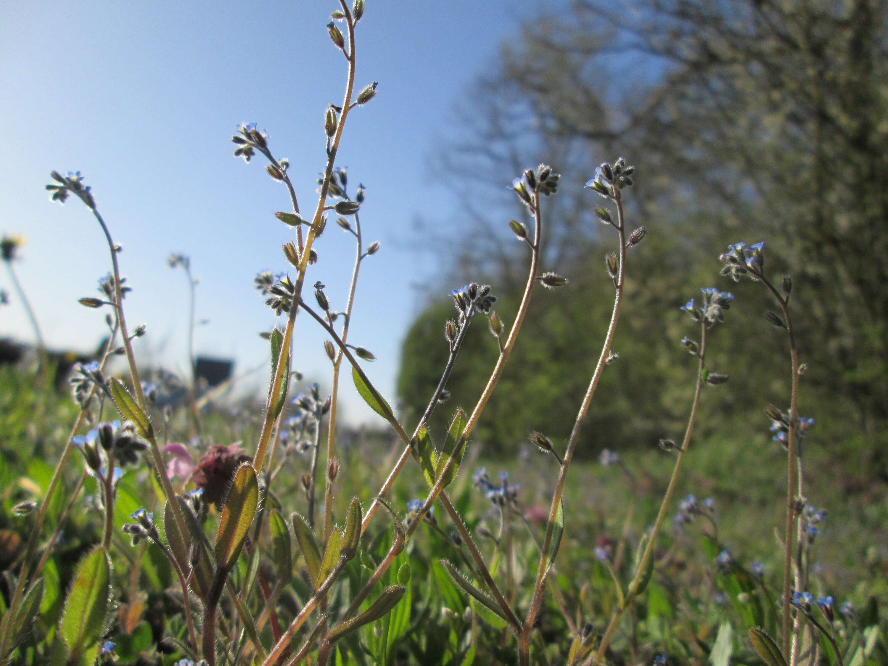 Image of strict forget-me-not