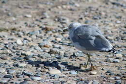 Image of Ring-billed Gull