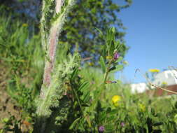 Image of spring vetch